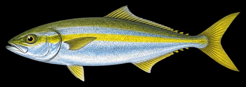 Yellowtail