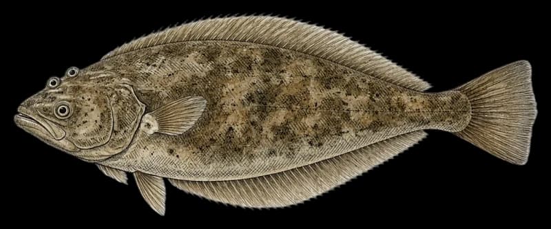 California Halibut