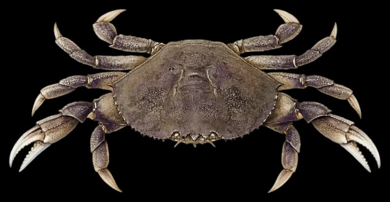 Dungeness Crab