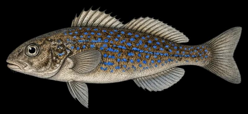 Kelp Greenling