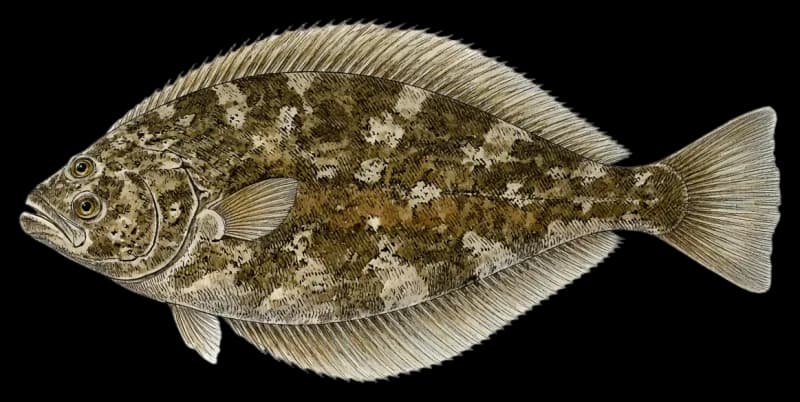Halibut
