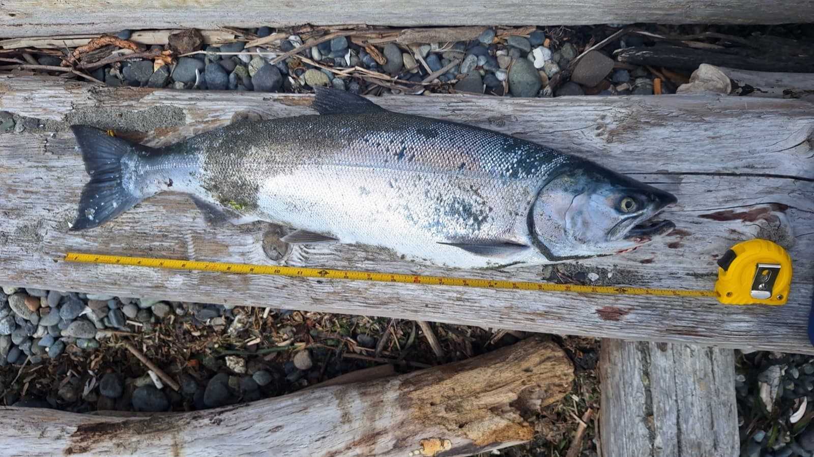 Kevin’s 7 lb coho on a driftwood log beside a tape measure, caught from the beach at Marrowstone Island